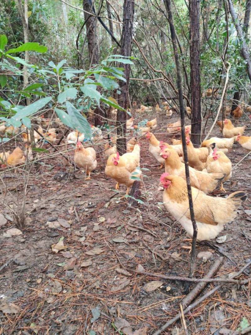 皖南散养老母鸡批发一手货源农场直销
