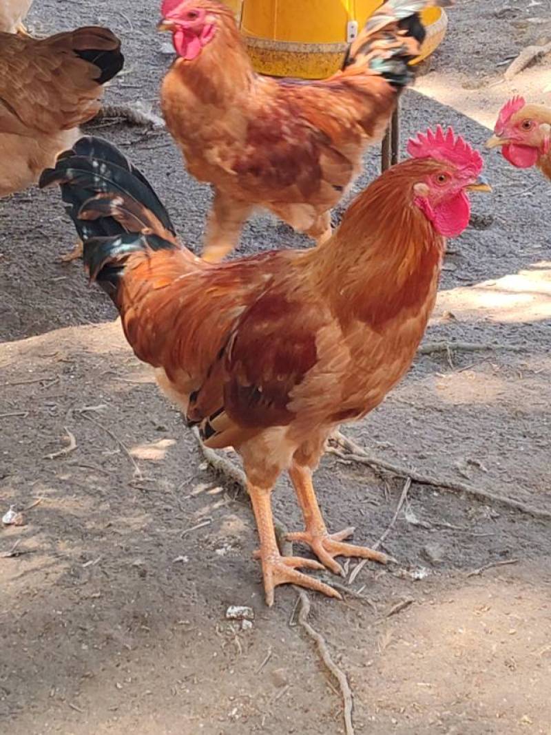 皖南散养童子鸡批发一手货源
