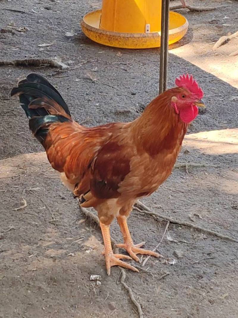 皖南散养童子鸡批发一手货源