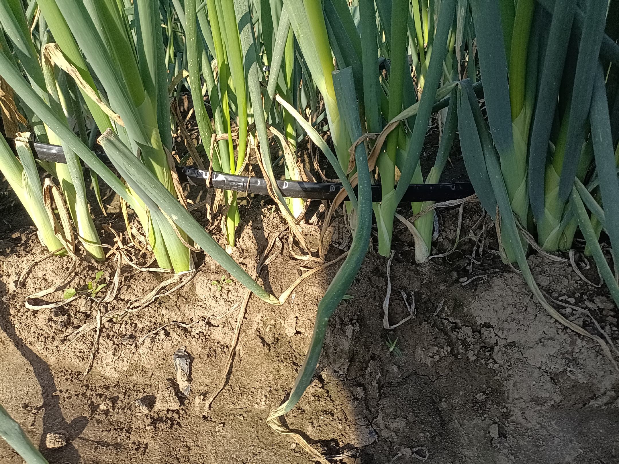 长白大葱田间种植场景