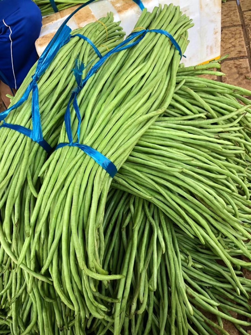 [推荐]长豆角，产地现货，大量对接市场，加工厂