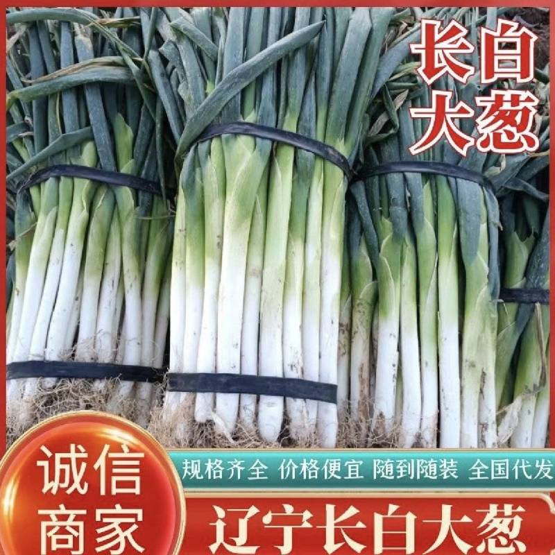 长白/刚葱/铁杆/产地直发/一手货源/各种规格精品！