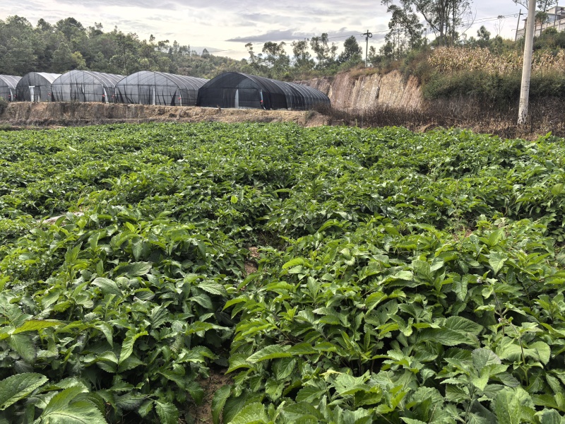 新鲜续断，健康美味，直供农场，快速配送