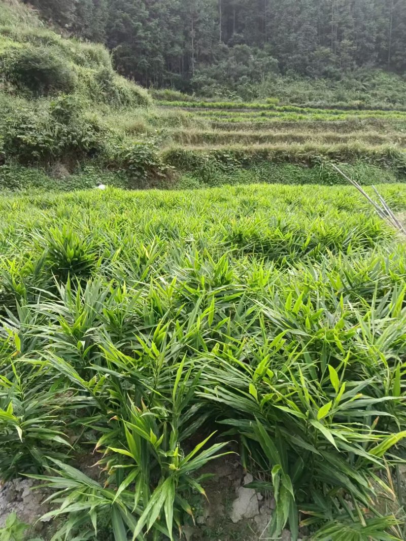 生姜批发我自己的货
