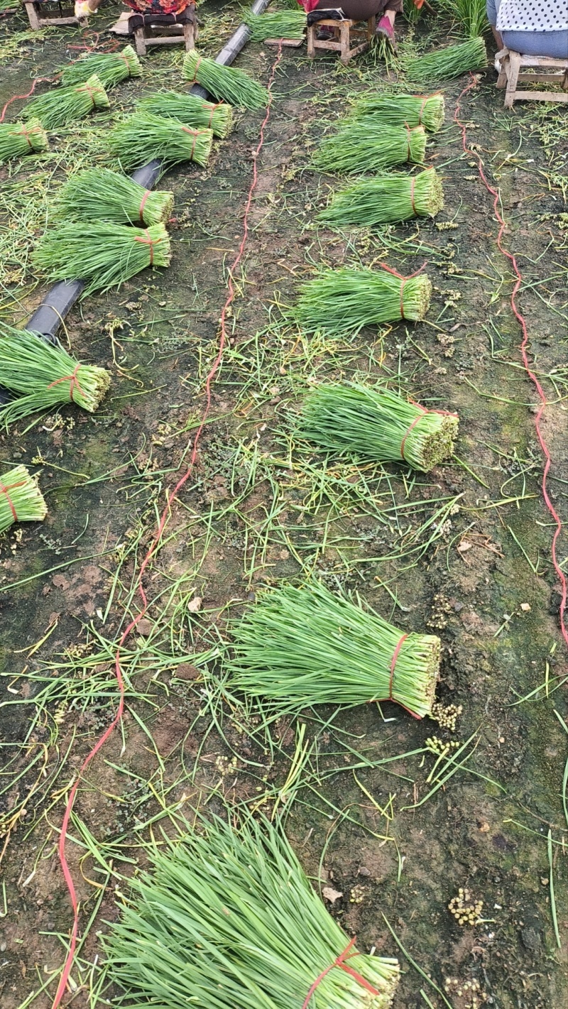精品韭菜