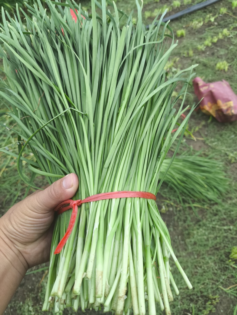 精品韭菜