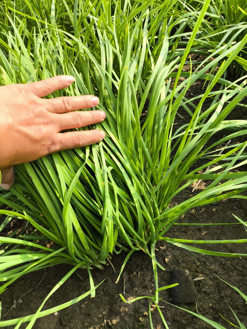 精品韭菜