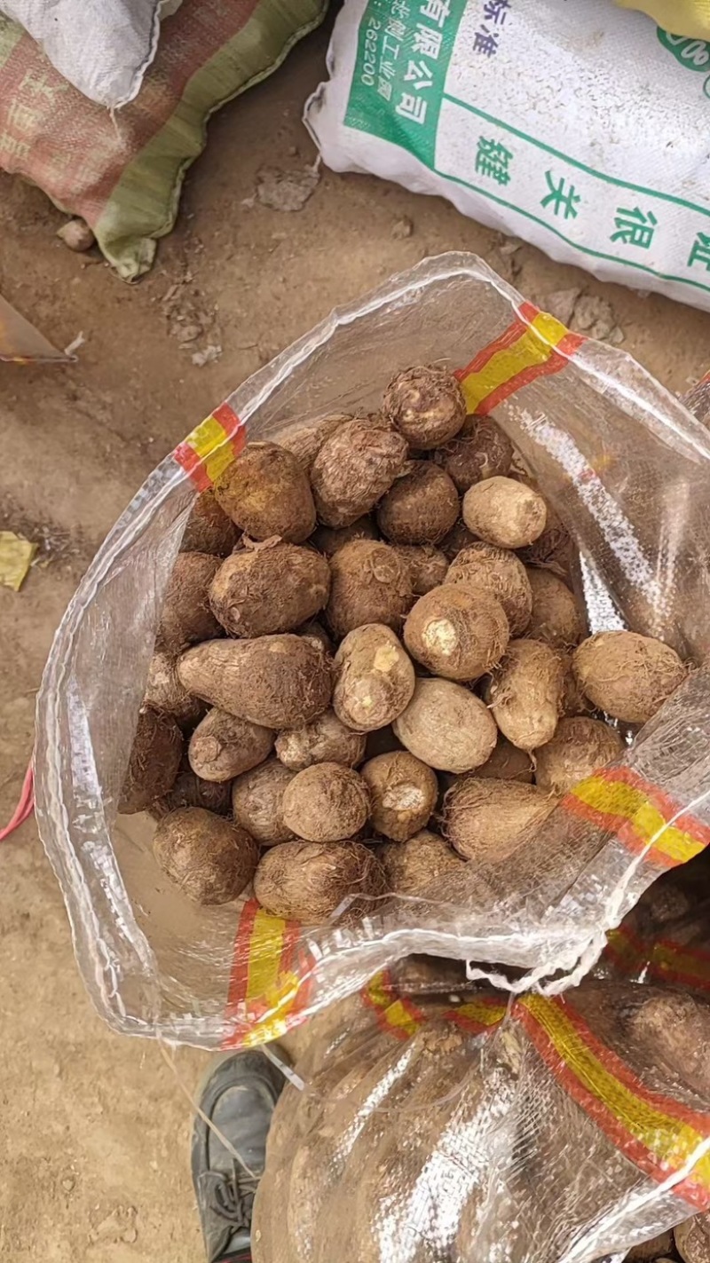 五莲芋头大球中球通货大量有货保证质量