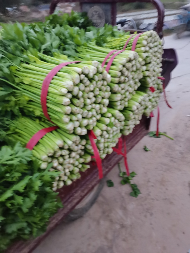 山东济南商河芹菜产区，有路地的，冷棚的，暖棚的，