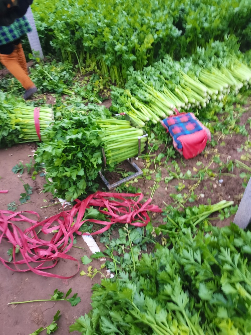 山东济南商河芹菜产区，有路地的，冷棚的，暖棚的，