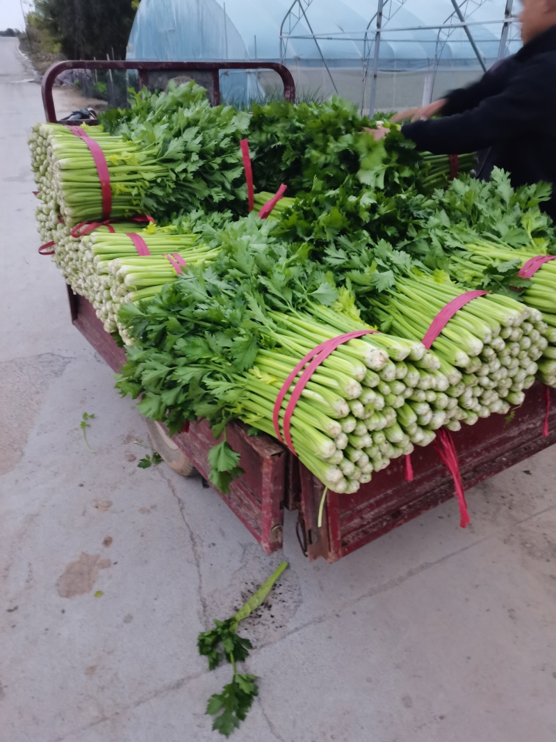 山东济南商河芹菜产区，有路地的，冷棚的，暖棚的，