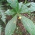 黄金凤，棒凤仙花又名：岩胡椒、纽子七、龙虾菜、金凤菜、臭