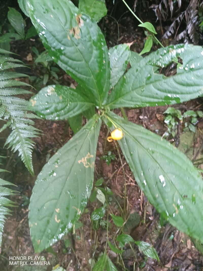 黄金凤，棒凤仙花又名：岩胡椒、纽子七、龙虾菜、金凤菜、臭