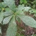 黄金凤，棒凤仙花又名：岩胡椒、纽子七、龙虾菜、金凤菜、臭