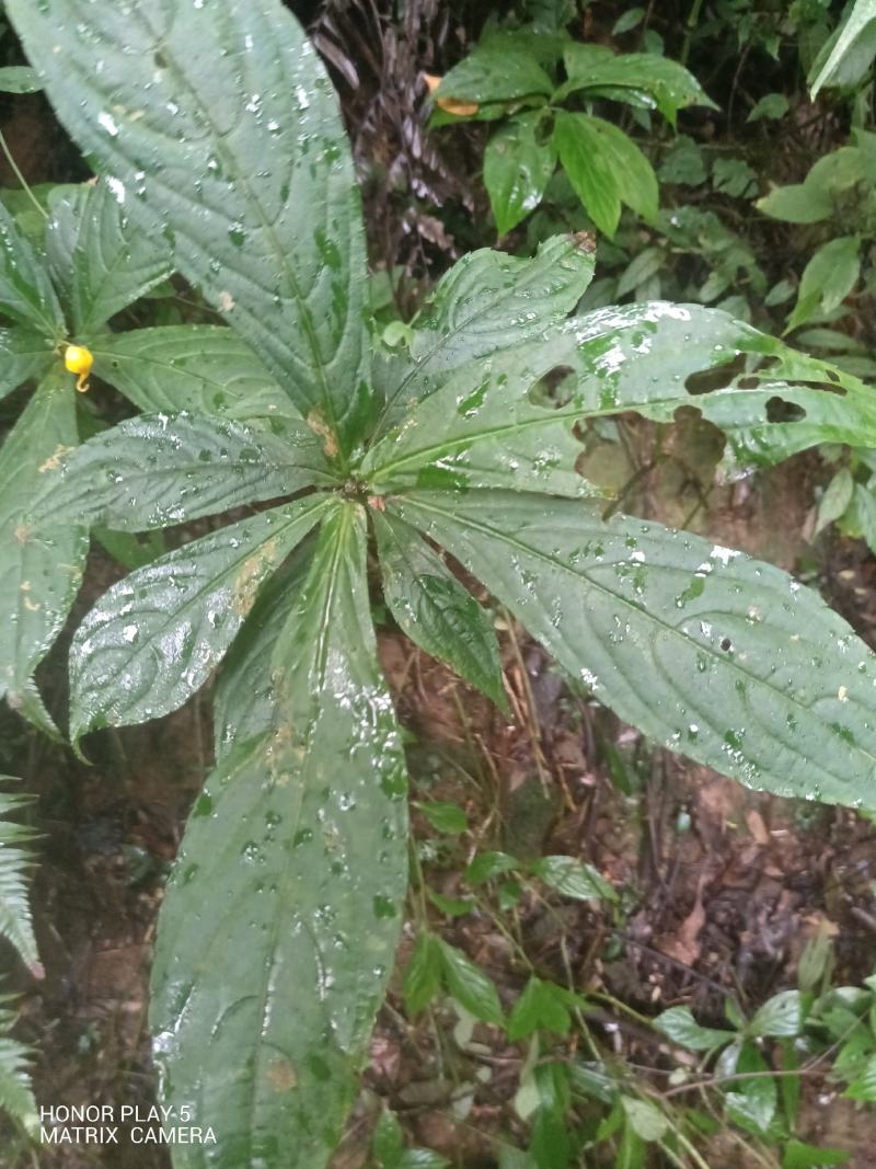 黄金凤，棒凤仙花又名：岩胡椒、纽子七、龙虾菜、金凤菜、臭