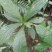 黄金凤，棒凤仙花又名：岩胡椒、纽子七、龙虾菜、金凤菜、臭