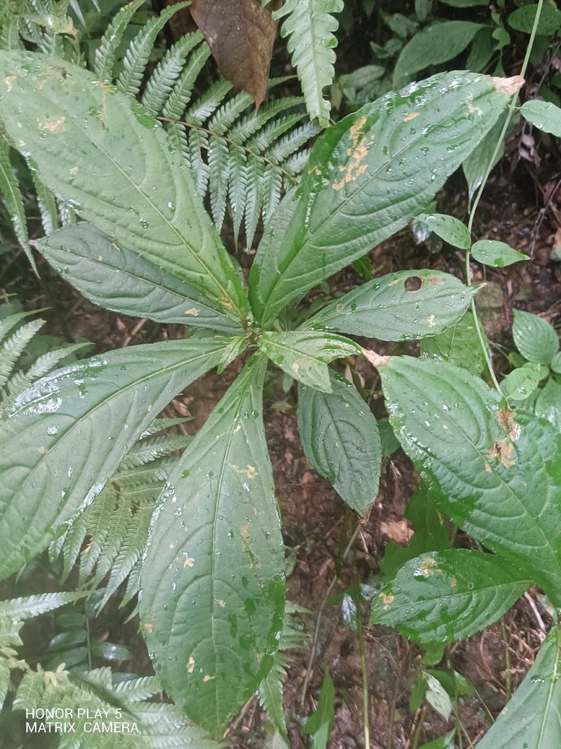 黄金凤，棒凤仙花又名：岩胡椒、纽子七、龙虾菜、金凤菜、臭