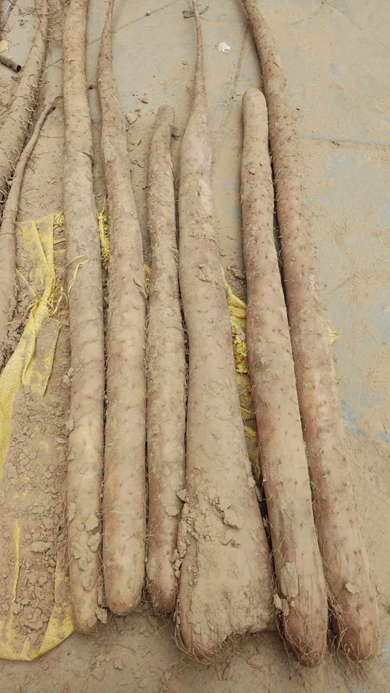 白玉山药，大量出货中需要的联系，看货订价格