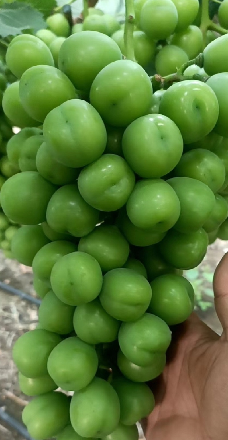 阳光玫瑰