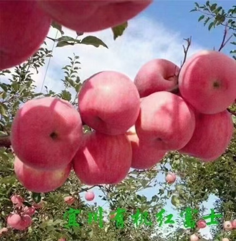 阿克苏苹果【一件代发】
