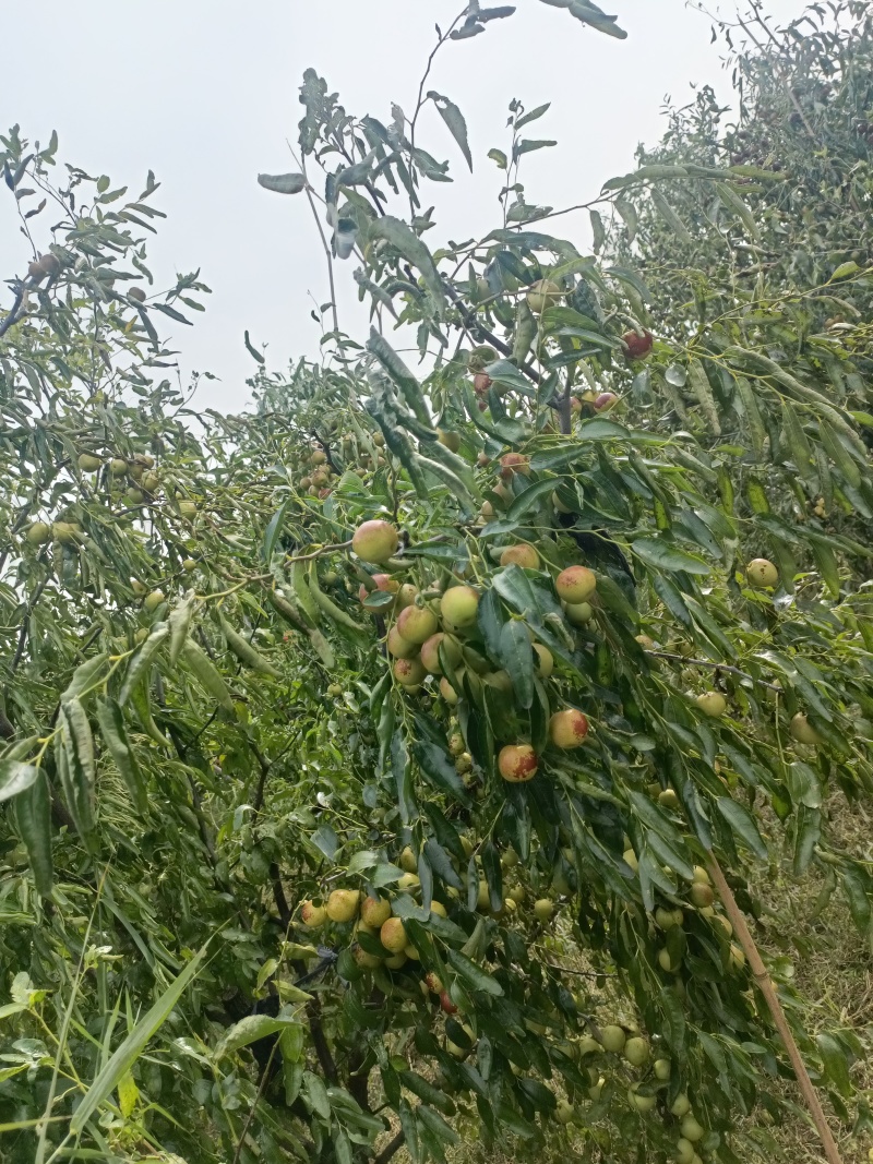 二代冬枣树