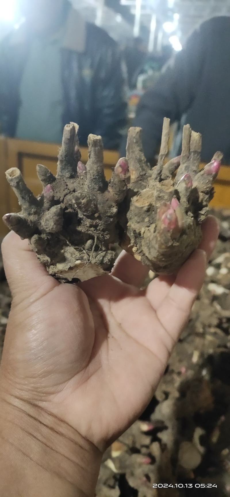 亳州老本打精品白芍芽