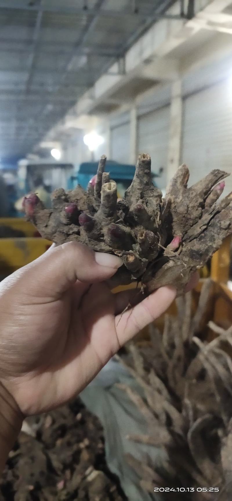 亳州老本打精品白芍芽