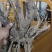亳州老本打精品白芍芽
