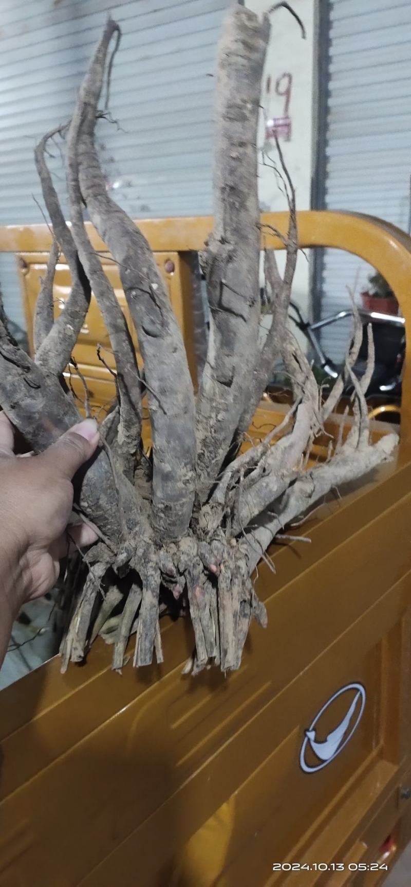 亳州老本打精品白芍芽