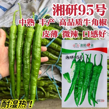 湘研95号辣椒种子长牛角椒种子耐热微辣高产香辣牛角软皮