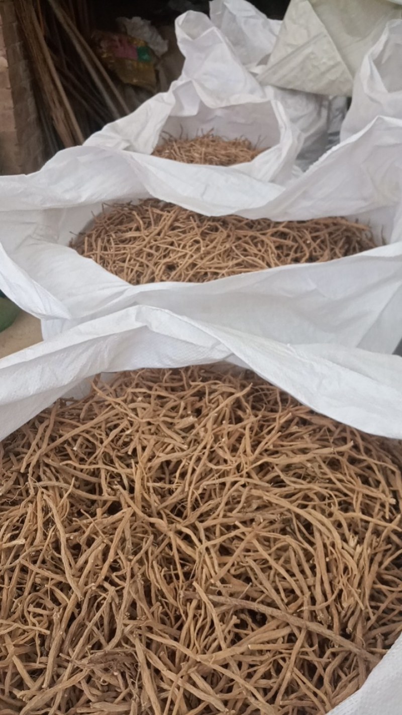 银柴胡散条。大小桶装药厂货。