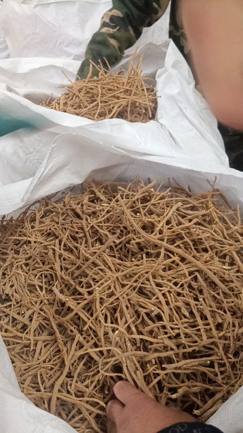 银柴胡散条。大小桶装药厂货。