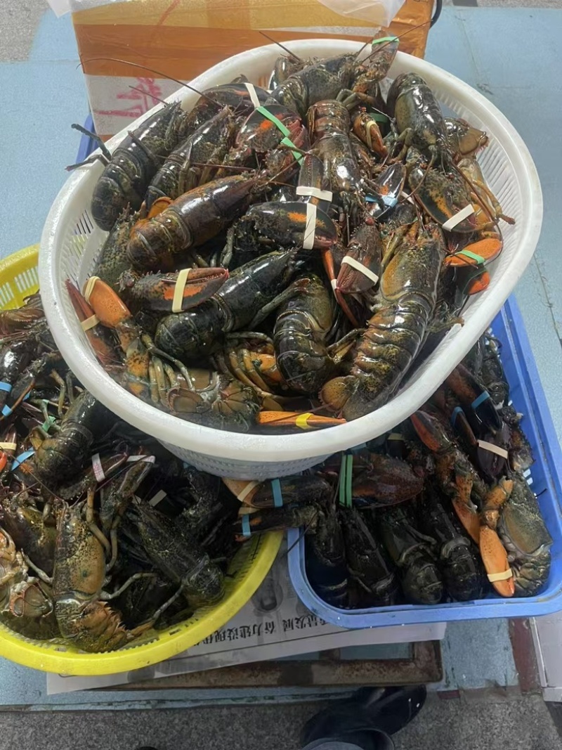 波士顿龙虾