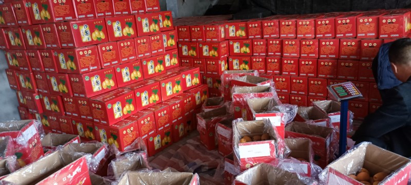 洛宁沙梨。金珠果，欢迎广大客商现场考察，