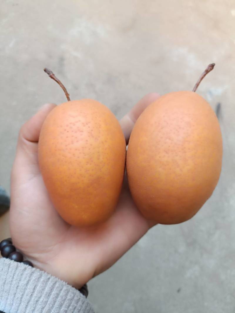 洛宁沙梨。金珠果，欢迎广大客商现场考察，