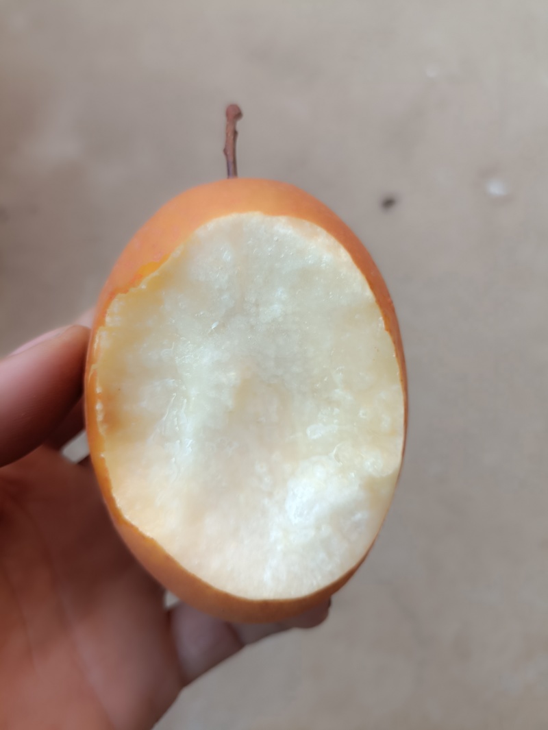 洛宁沙梨。金珠果，欢迎广大客商现场考察，