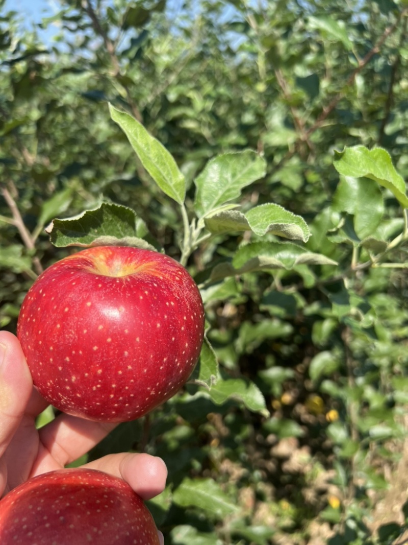 早熟苹果苗品种红思尼克苹果苗全红果早熟新秀