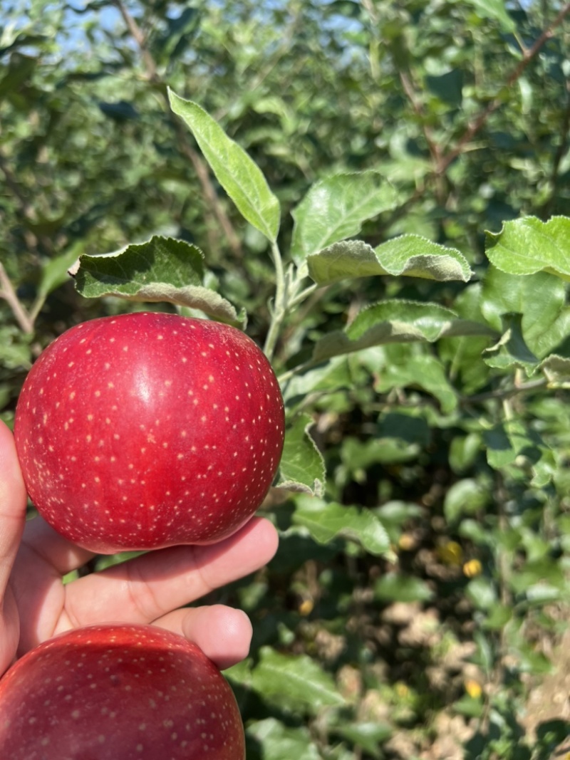 早熟苹果苗品种红思尼克苹果苗全红果早熟新秀