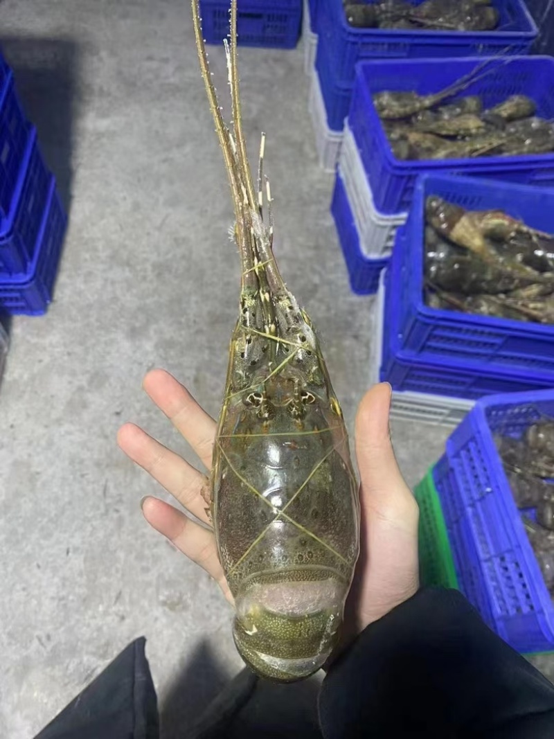青龙
