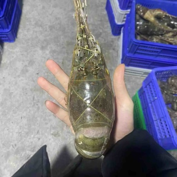 青龙