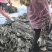 福建莆田湄洲岛日晒海带干海带卷海带片厚实无沙箱装标准件商