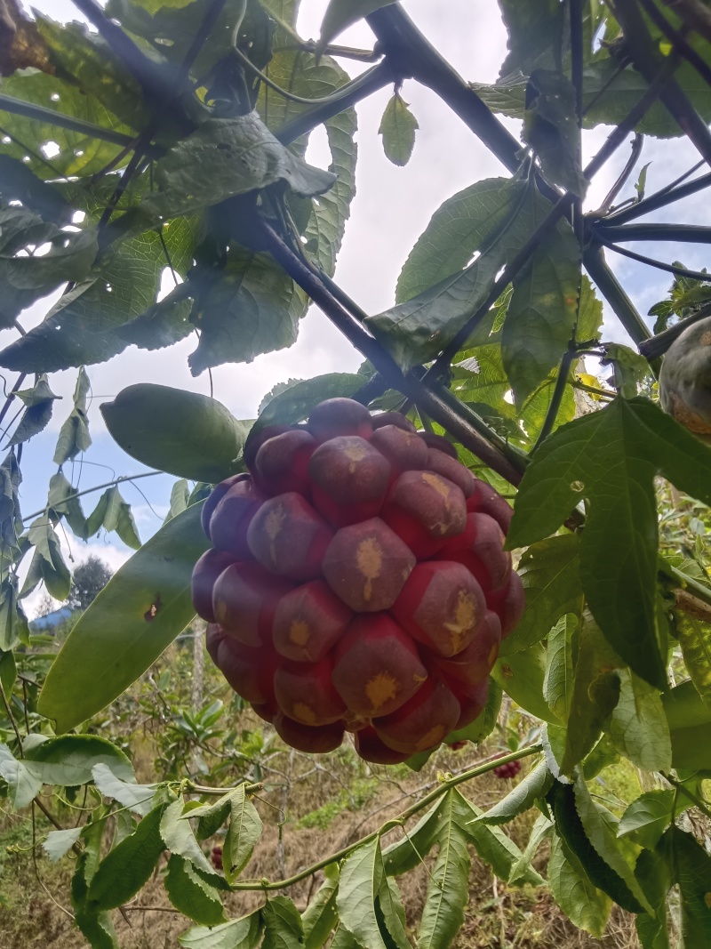 布福娜