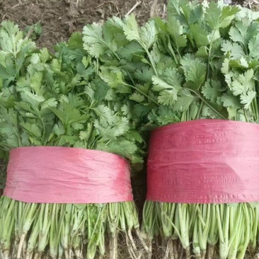 香菜大量供应