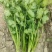 香菜大量供应