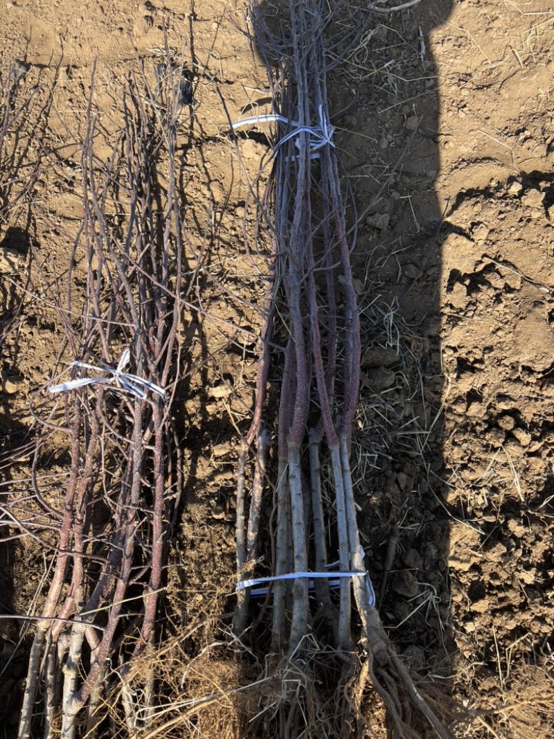 早熟苹果苗品种红思尼克苹果苗全红果早熟新秀
