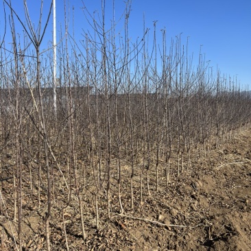 早熟苹果苗品种红思尼克苹果苗全红果早熟新秀