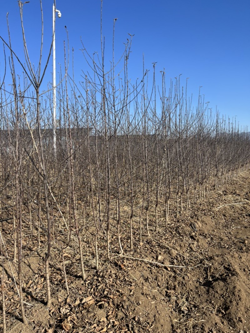 苹果苗苹果苗众成三苹果苗