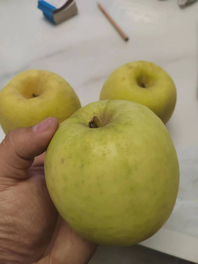苹果苗苹果苗众成三苹果苗