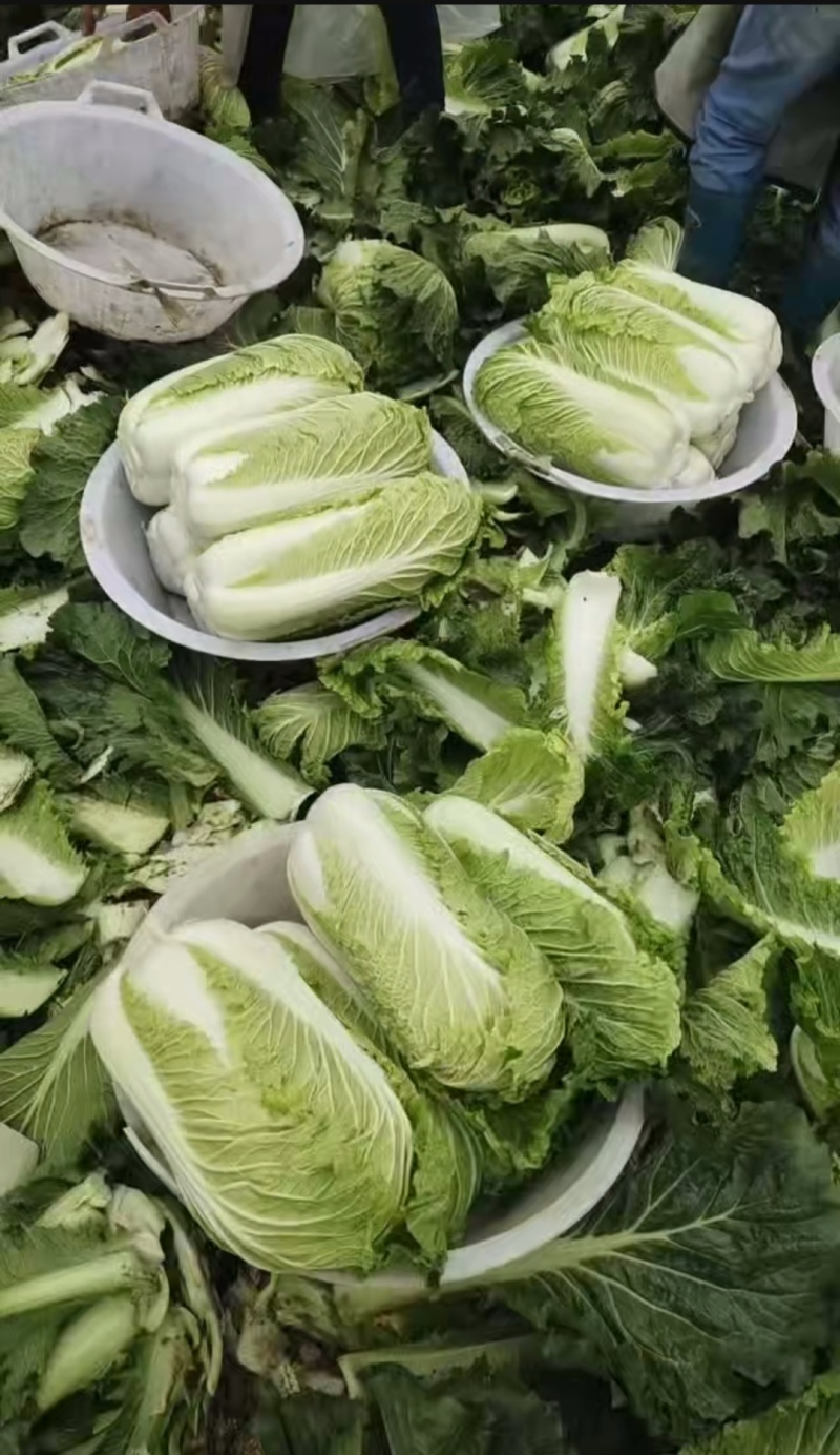 北京三号，玉田县大白菜，上市中！
