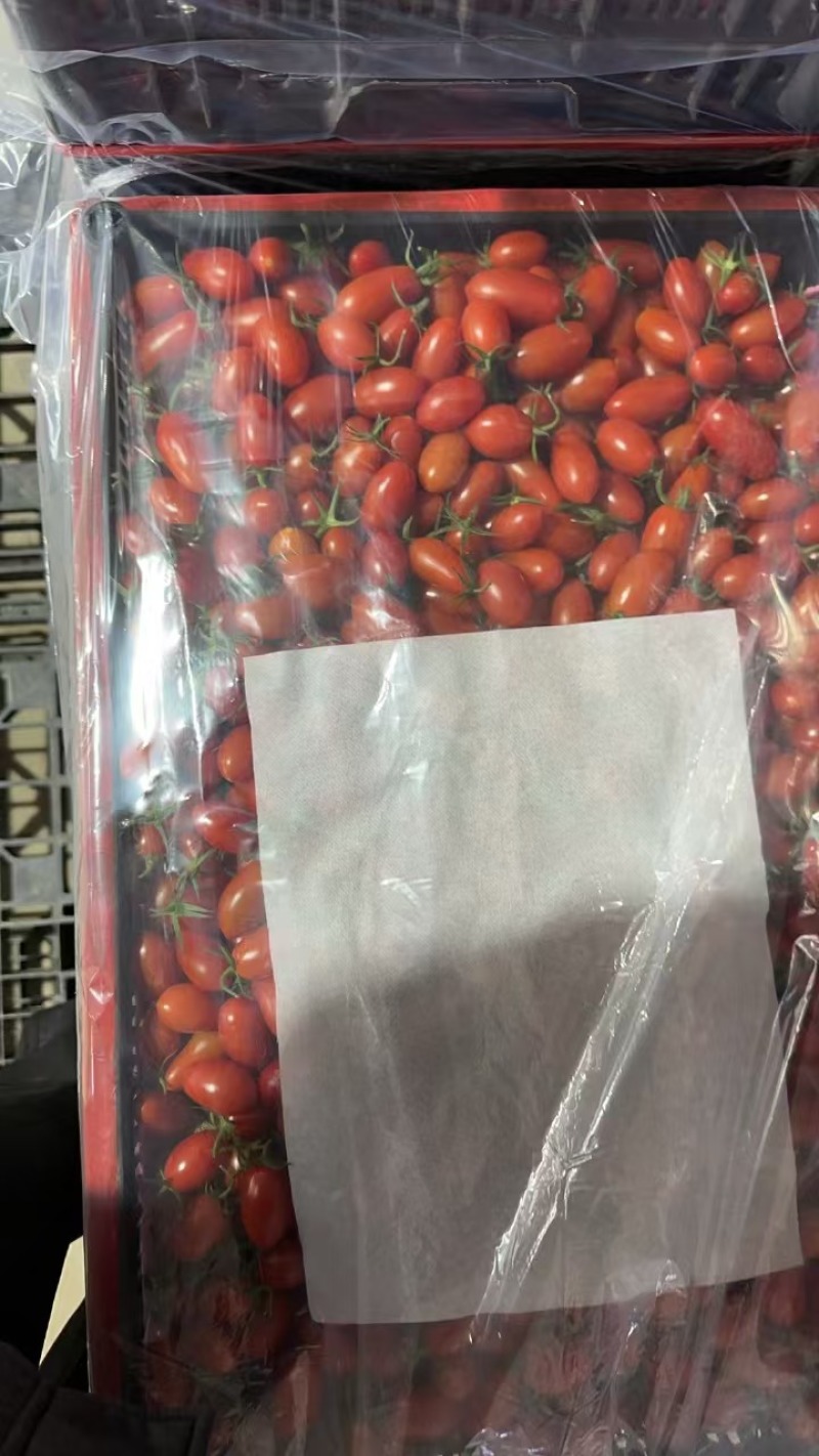 盘锦碱地小柿子